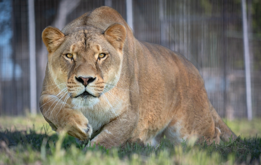 What is the Zookeeper Program?